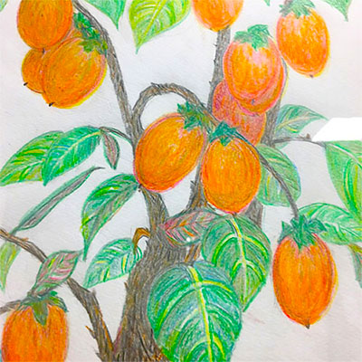 展示テーマ「柿の木」