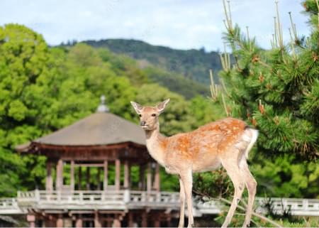 奈良公園